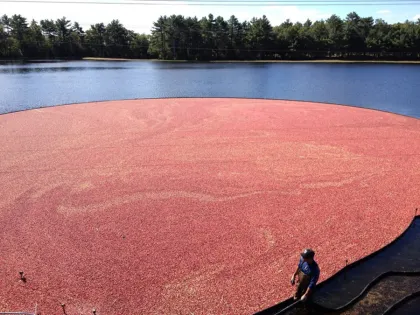 크랜베리 재배 산성 토양 물 관리 지표 재배_6