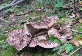 자연산 송이*능이버섯