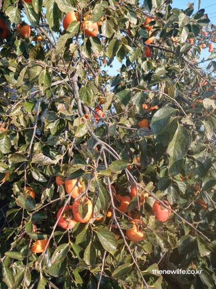 가을 햇살 아래에서 주황빛으로 익어가는 감 열매와 감나무 가지
