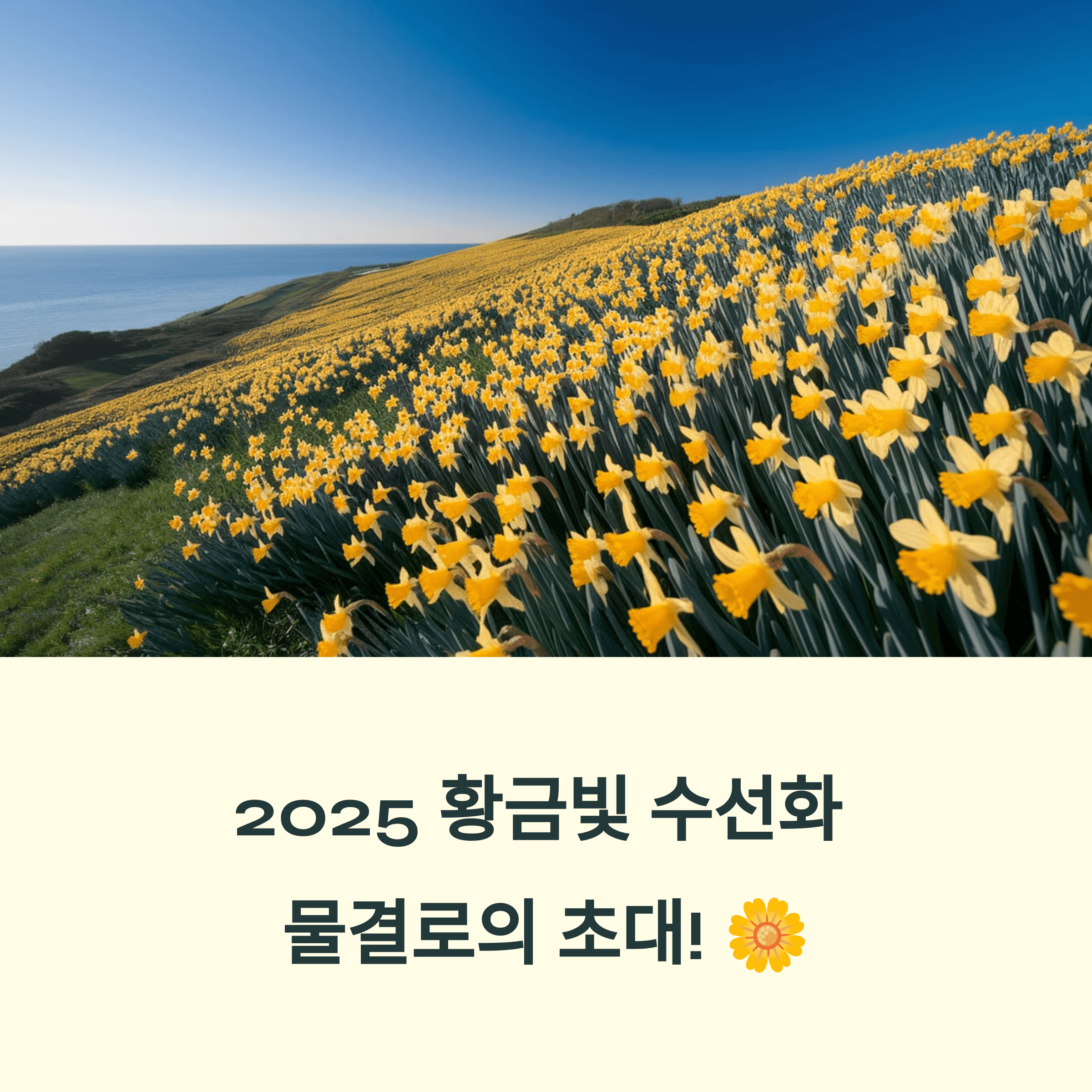 2025년 신안 선도 섬 수선화 축제
