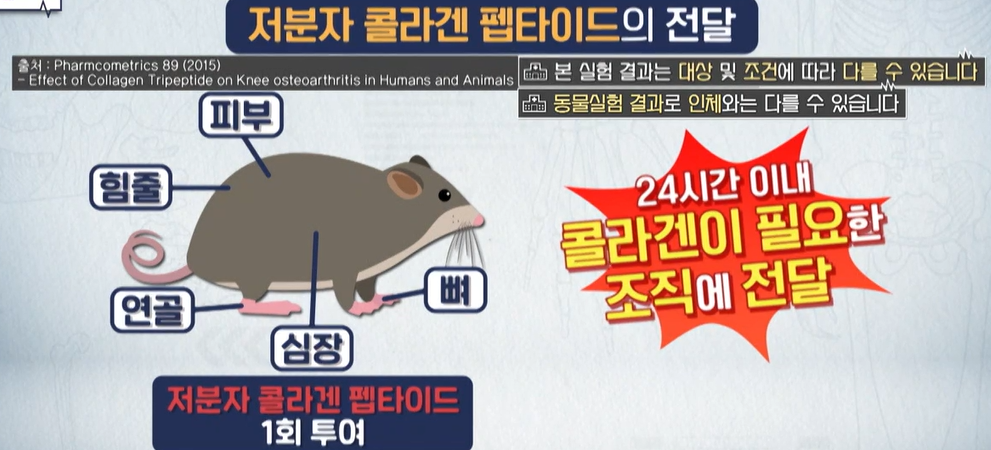 코큐텐 복용법