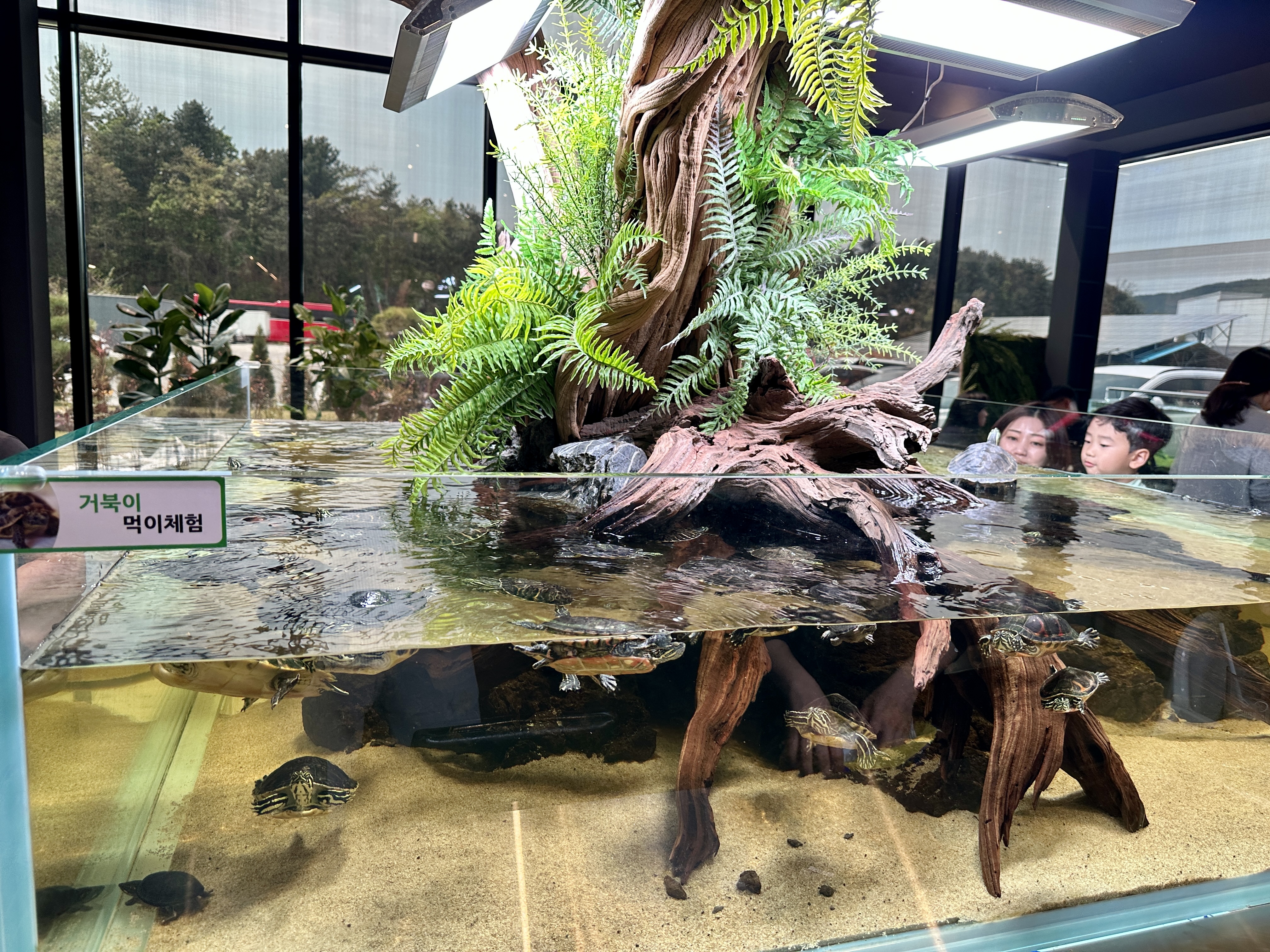 춘천 카페리움 거북이 먹이체험