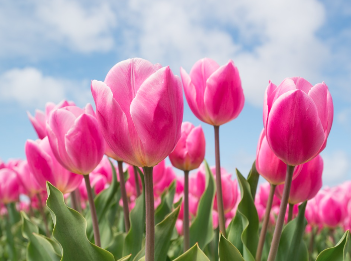 태안 세계 튤립 꽃박람회