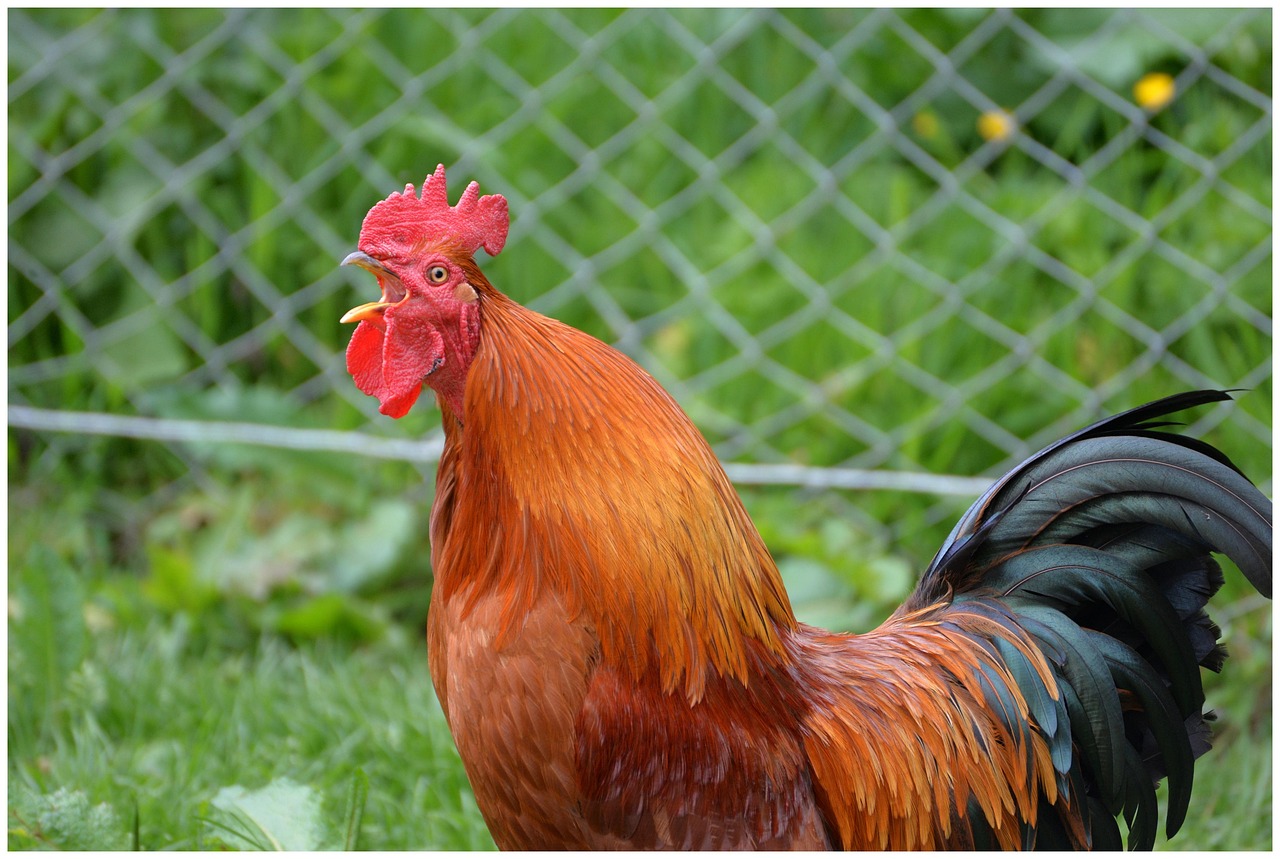 촌캉스-시골닭장