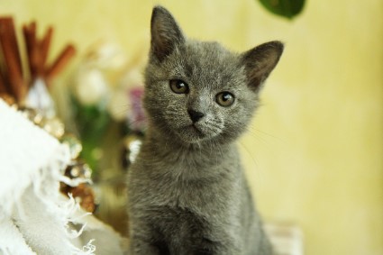 동물병원 진료비&amp;#44; 이젠 투명하게&hellip;8월부터 동물병원 진료비 공개 의무화!