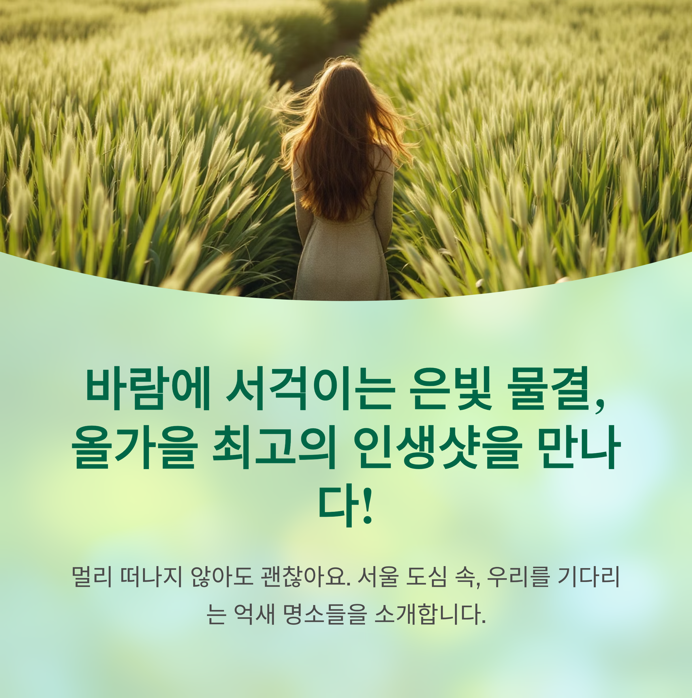 바람에 서걱이는 은빛 물결
