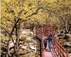 구례 산수유축제