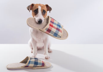 실내화를 물고있는 강아지
