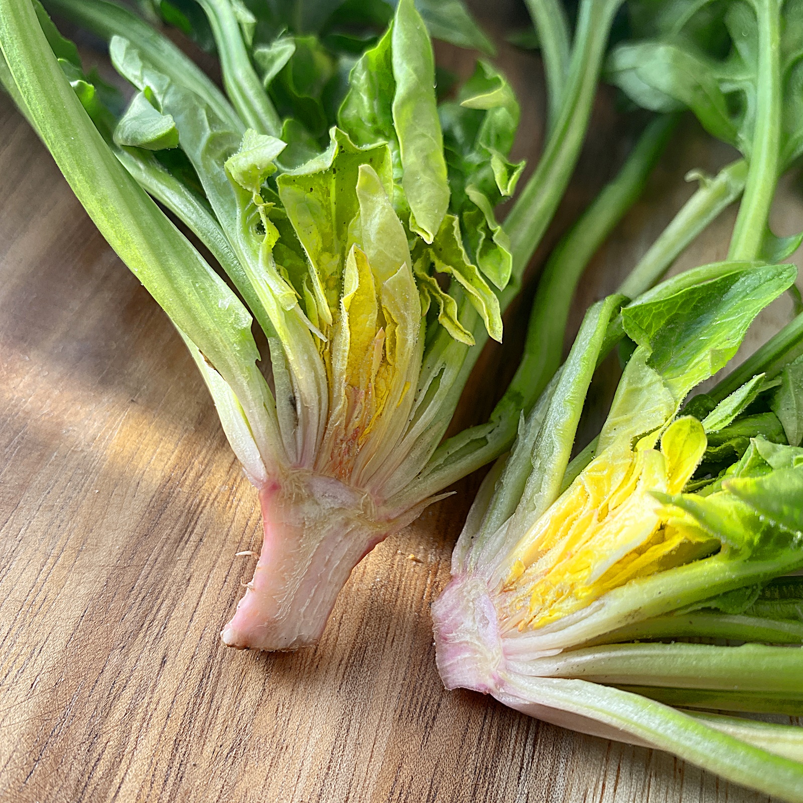 남해 시금치 뿌리 갈라보기