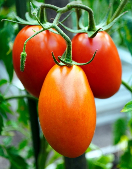 방울토마토 이미지