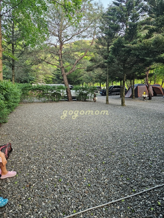 모야의숲 사이트