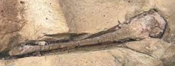 일반적ㅇ니 공룡화석