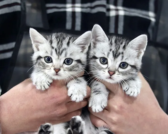 아메리칸숏헤어 고양이 유전병 털빠짐 가격 특징_9