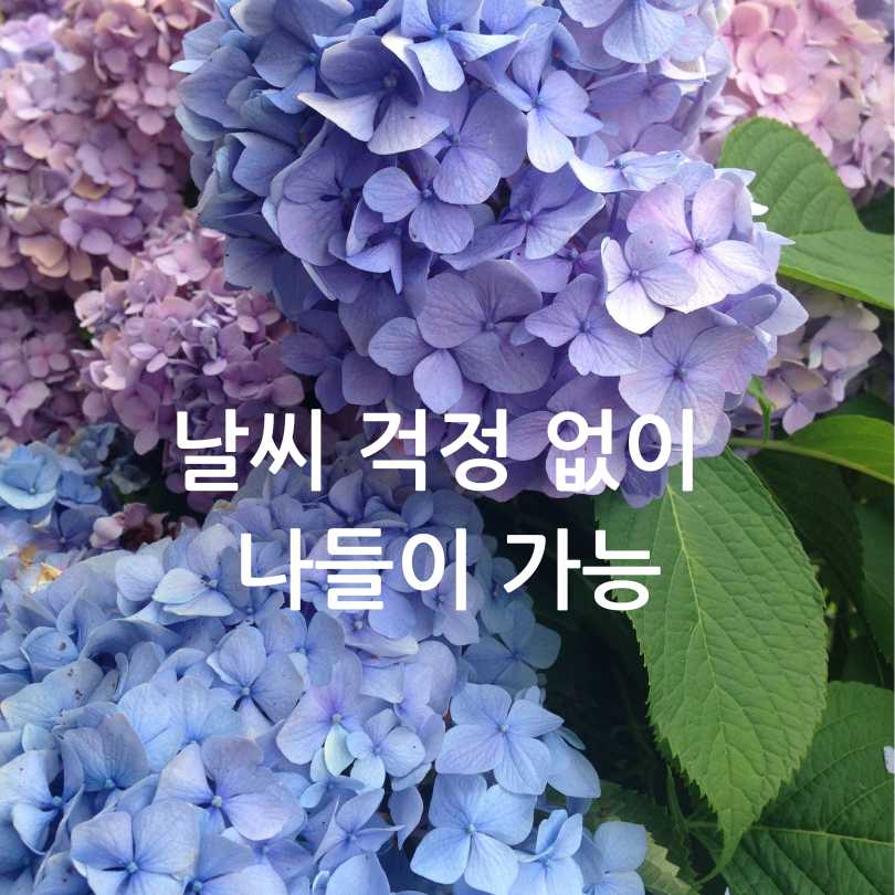 서울식물원 낭만수국전