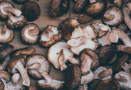 표고 버섯 효능