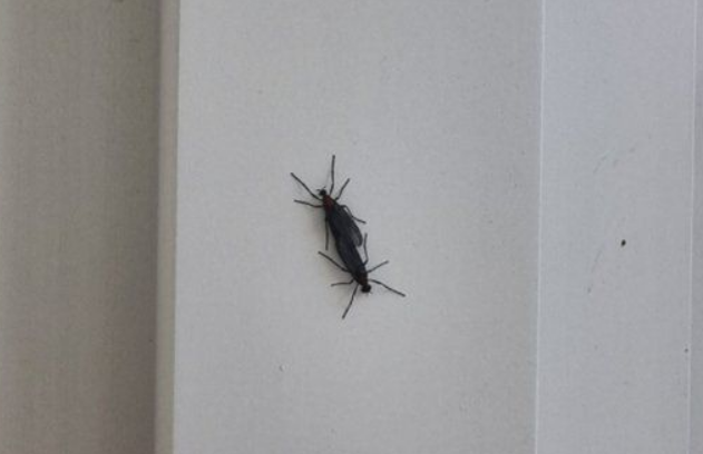 러브버그 퇴치 방법