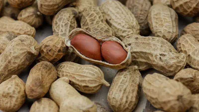 땅콩 효능, 부작용, 영양정보를 알아보는 식품 탐구