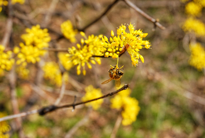 구례 산수유축제
