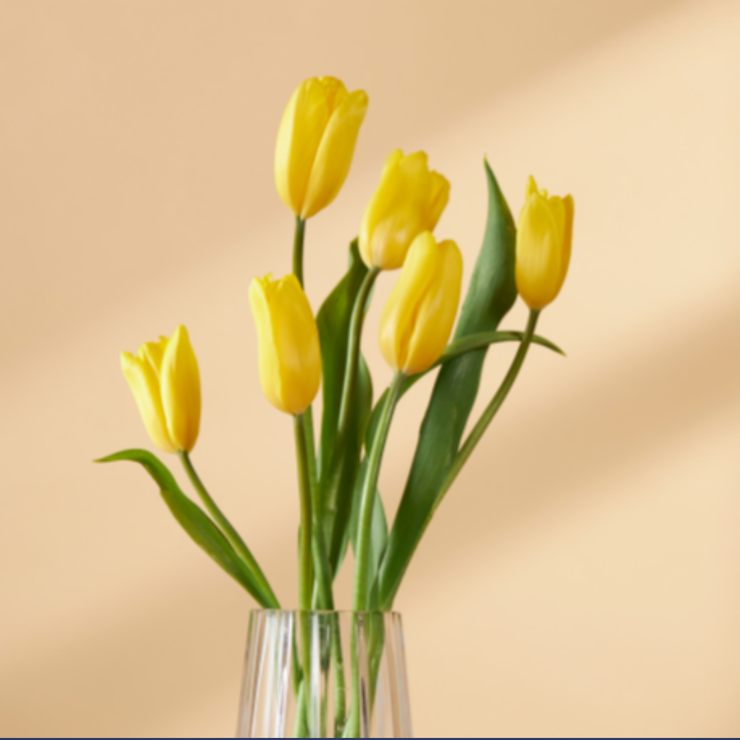 고양이 독성식물7