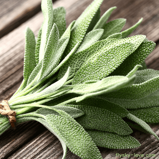 클라리세이지 (Clary Sage)&#44; 클라리세이지 오일