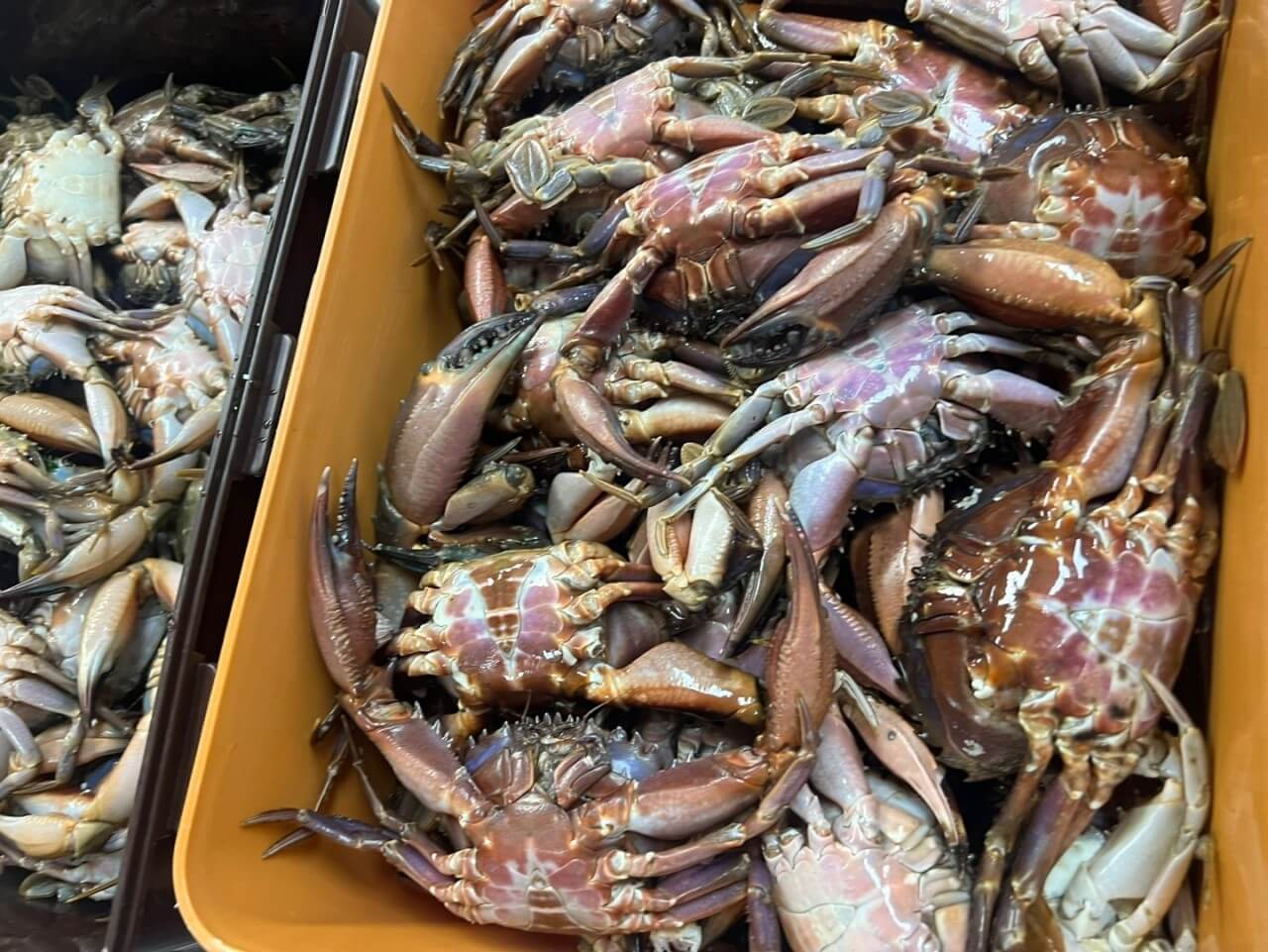 6시내고향 충남 서천 광어요리 맛집 원양호 수산물 온라인 주문