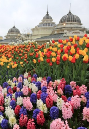 에버랜드 튤립축제