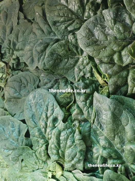 시금치 효능으로 고혈압 예방에 탁월한 칼륨과 질산염 작용을 보여주는 실사진