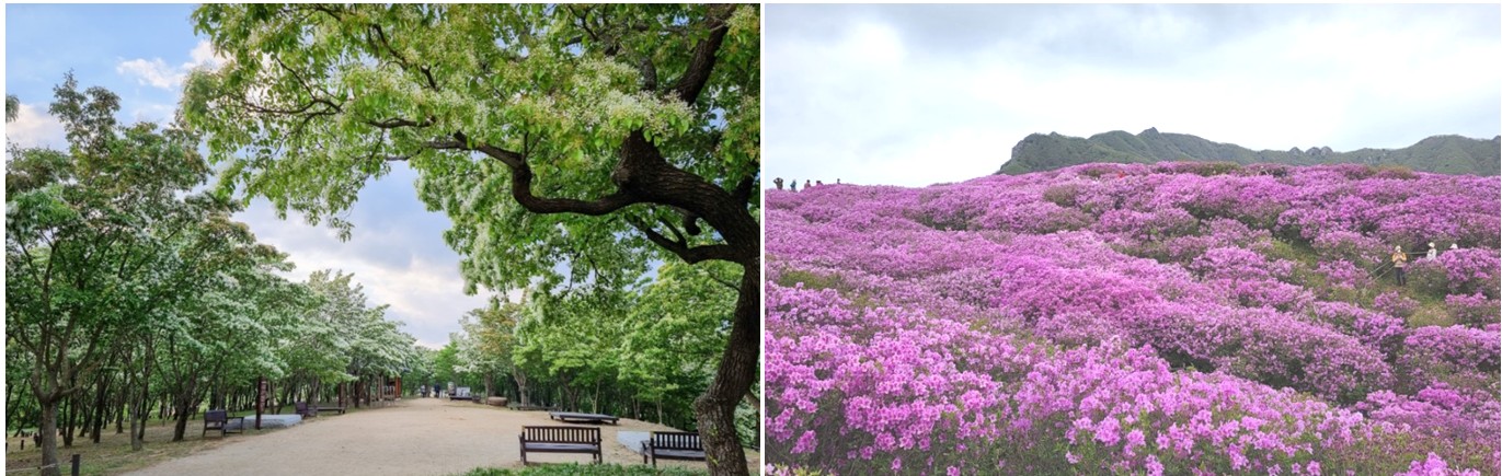 이팝나무, 철쭉 군락지 여행 소개 이미지