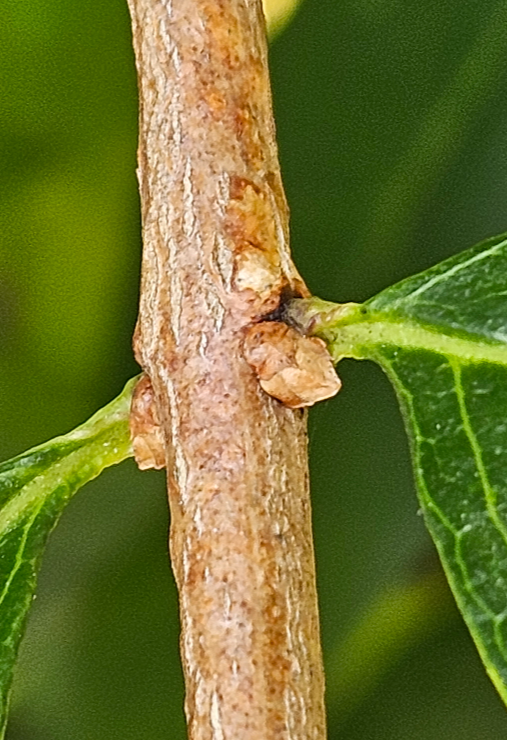 미선나무 겨울눈1