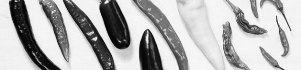 고추 모종 심는 간격 30-45cm