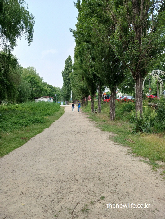 나무 사이로 이어지는 광나루 한강 공원 흙길 걷기 산책로