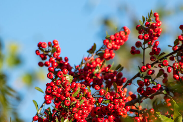마가목 효능 총정리