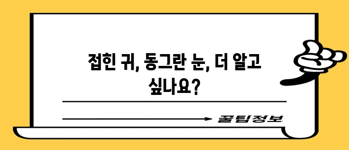 스코티시 폴드 품종 고양이의 매력적인 특성을 알아볼까요!
