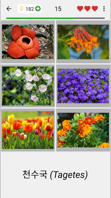 꽃 퀴즈 어플, 식물에 대 한 식물 퀴즈, 꽃 이름 찾기
