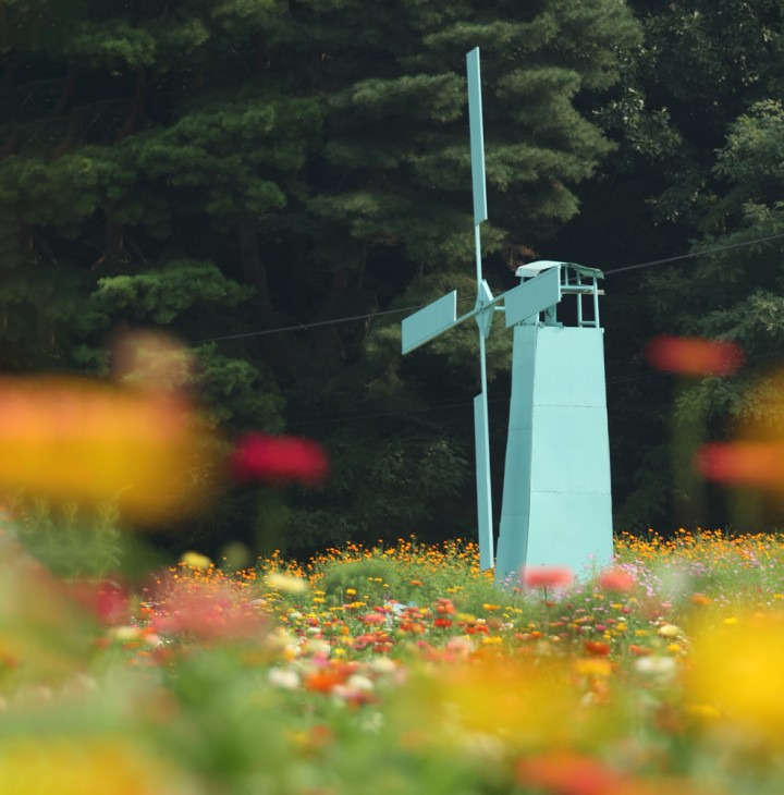 2025 원주 용수골 꽃양귀비 축제 일정·위치·주차 정보 총정리