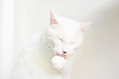 고양이 과그루밍의 원인과 개선 방법 초보 집사가 알아야 할 관리 방법