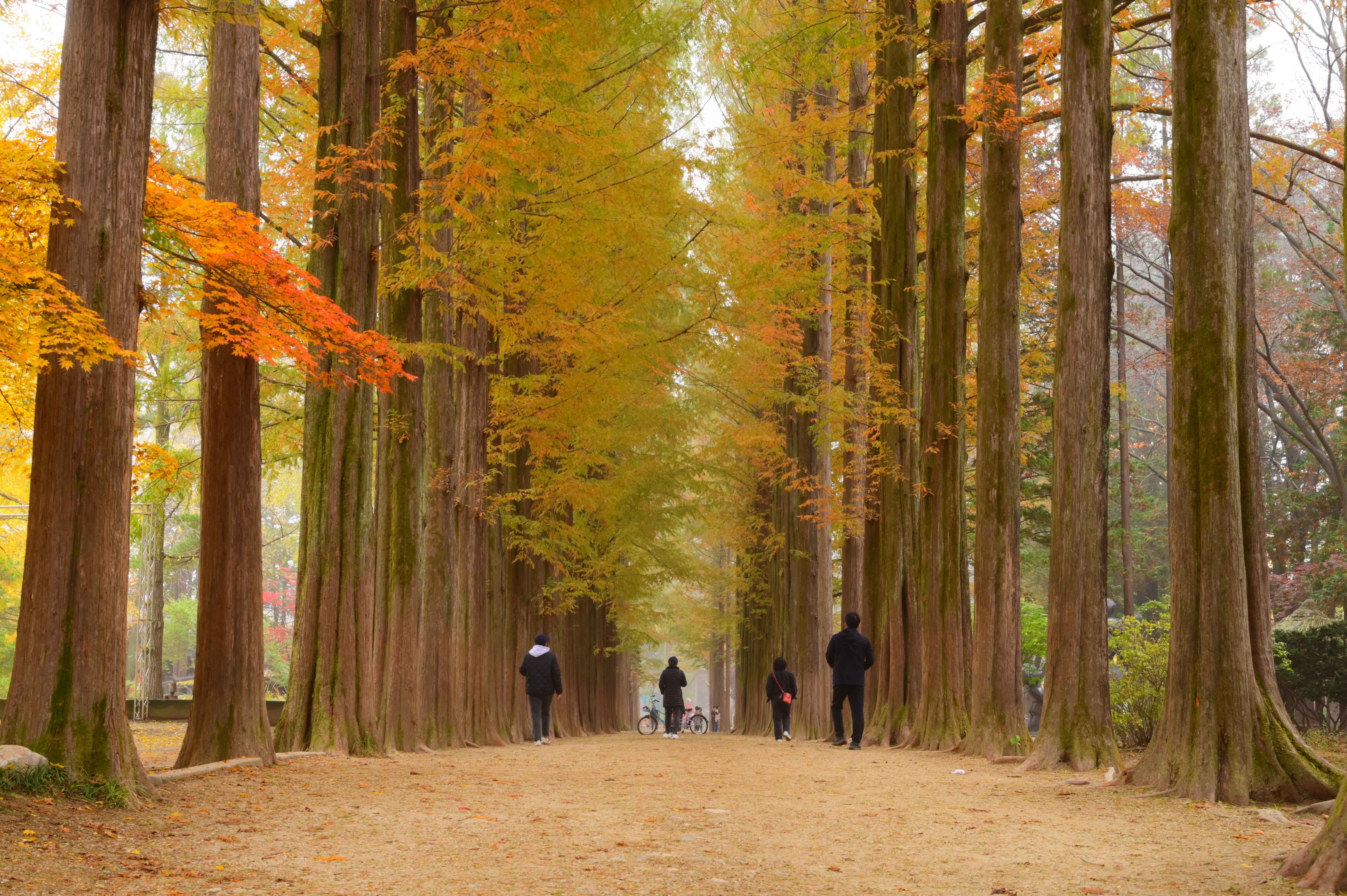 [ⓒ한국관광공사 포토코리아-김효서] 남이섬의 가을