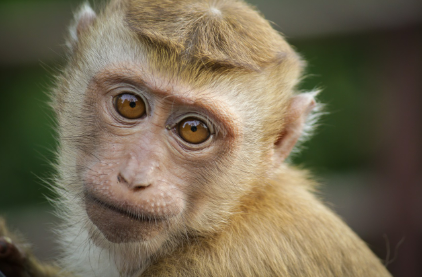 2025년 6월 원숭이띠 생년별 운세