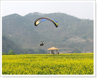 창녕 낙동강 유채꽃 축제