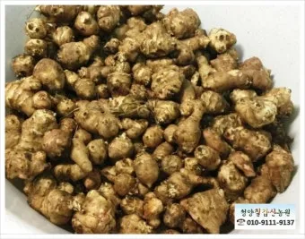 돼지감자 재배 종구 선택 배수로 만들기 수확 건조_2