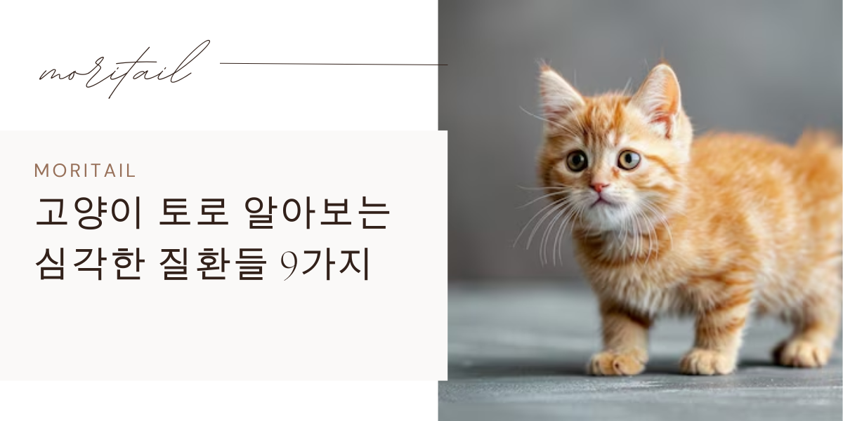 고양이 토로 알아보는 심각한 질환들 9가지