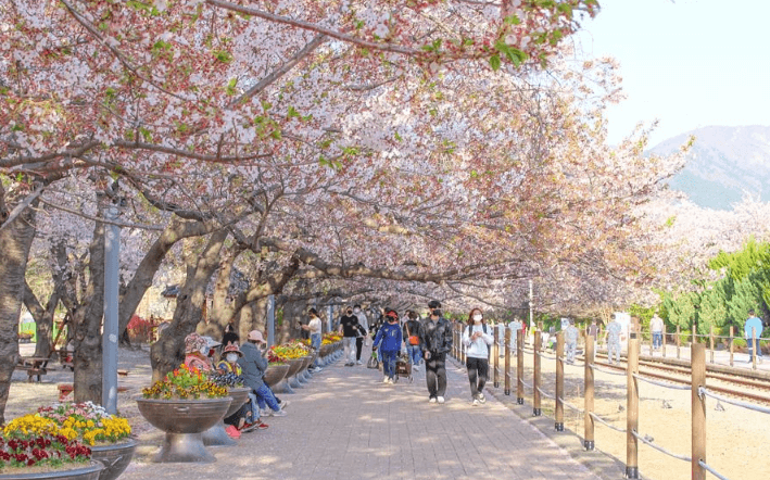봄꽃 축제 하는 곳