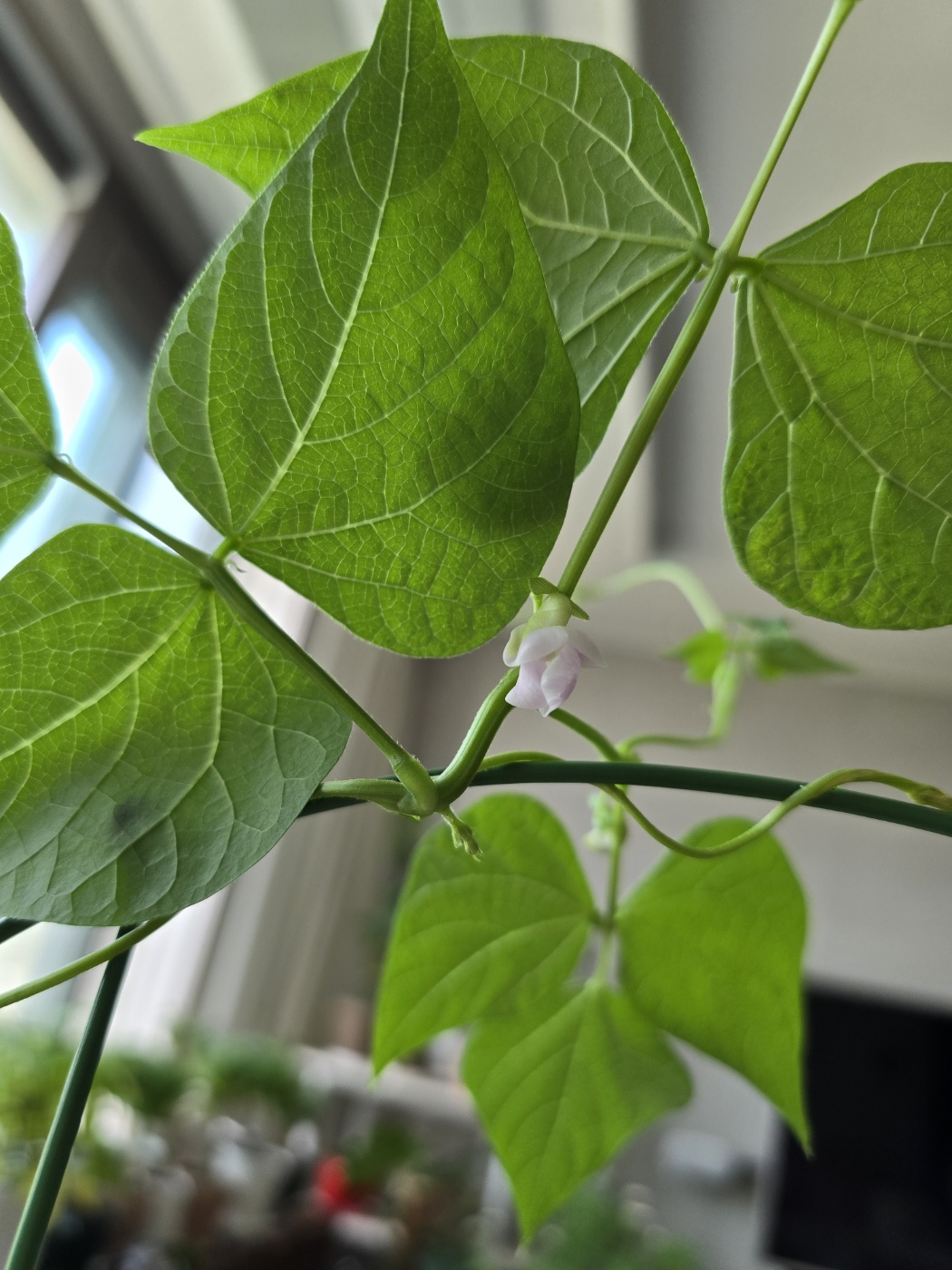 연보라빛이 예쁜강낭콩의 꽃