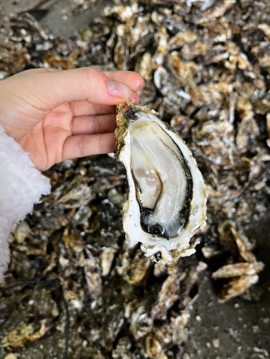 생생정보 홍가리비 석화 생굴 생생현장 가격 및 구매방법