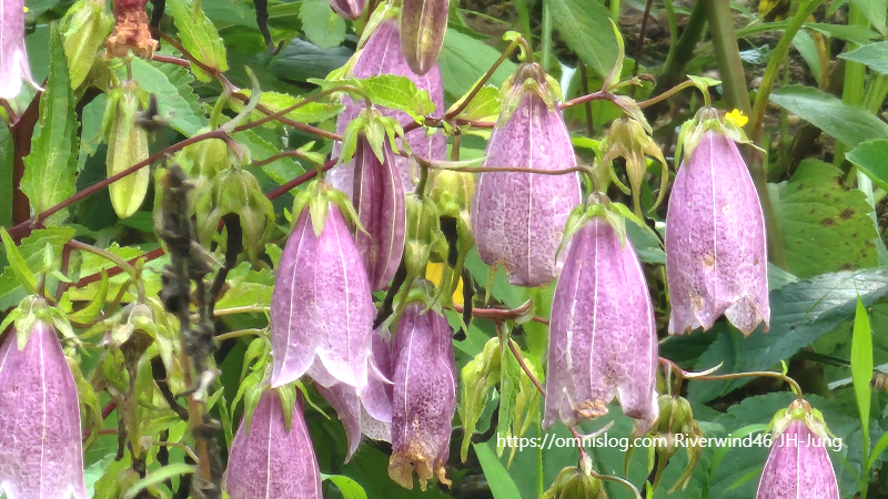 섬초롱꽃, Campanula takesimana