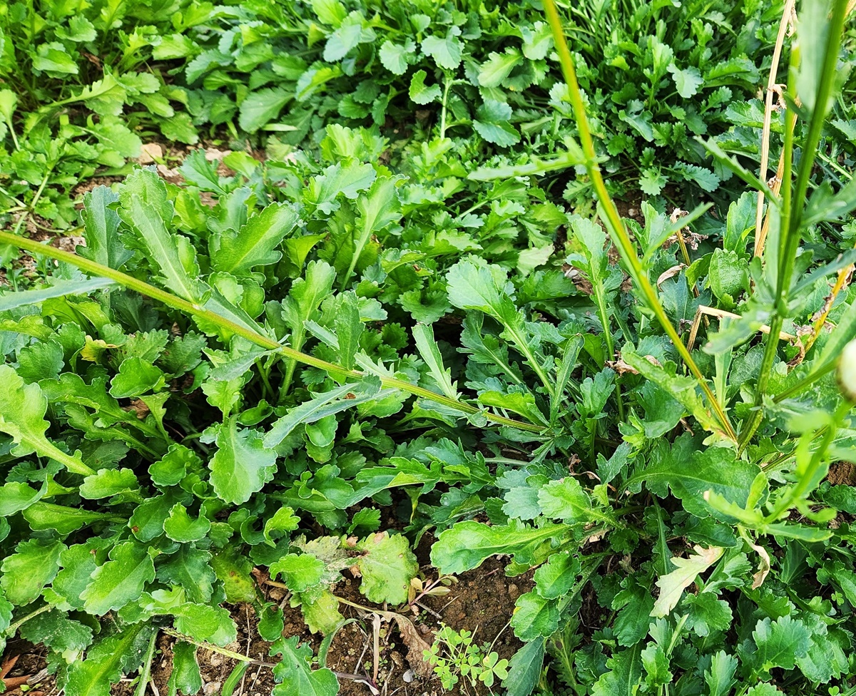 샤스타데이지 Shasta daisy