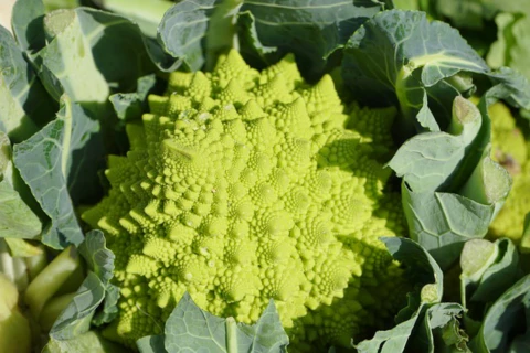 Romanesco&nbsp;Vegetables&nbsp;Brassica Oleracea&nbsp;Cauliflower