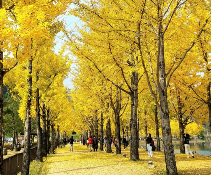 문광저수지 은행나무길1