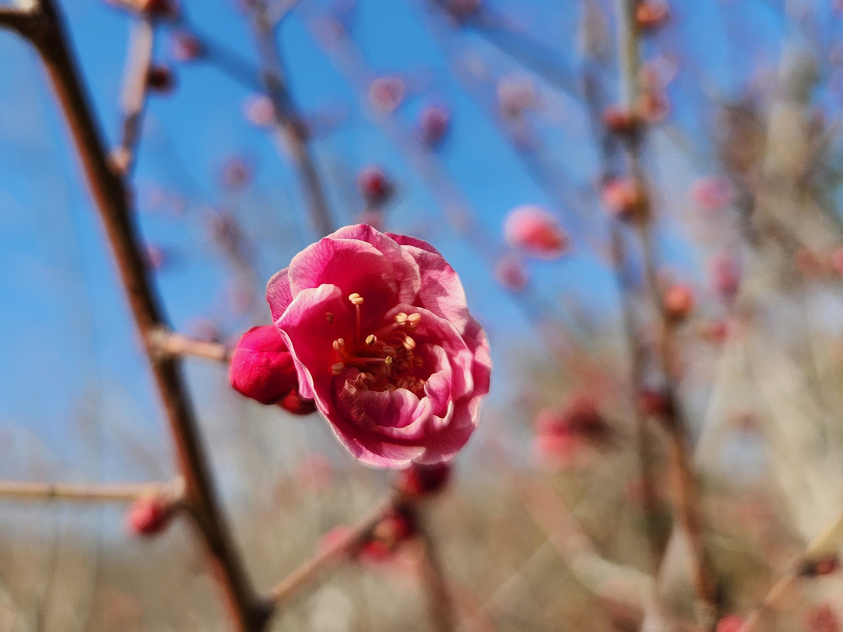 홍천조(紅千鳥)