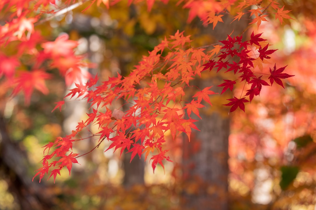 Maple